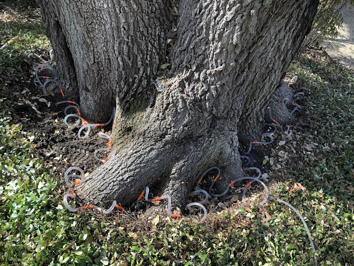 Detailed Tree Cabling and Bracing job site in Flinton