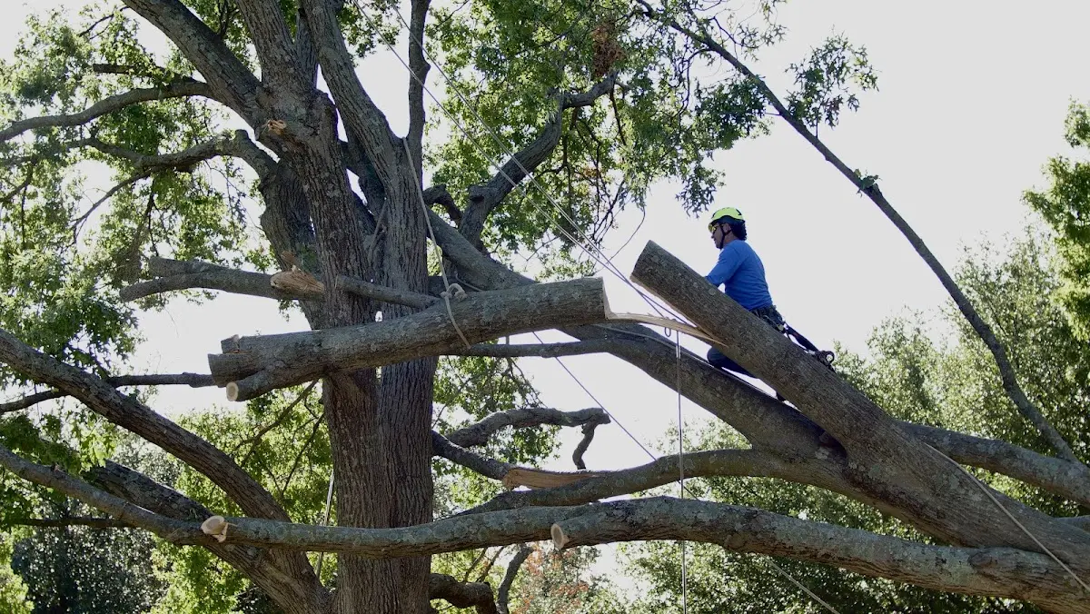 Professional Crown Thinning performed by certified arborists in Flinton